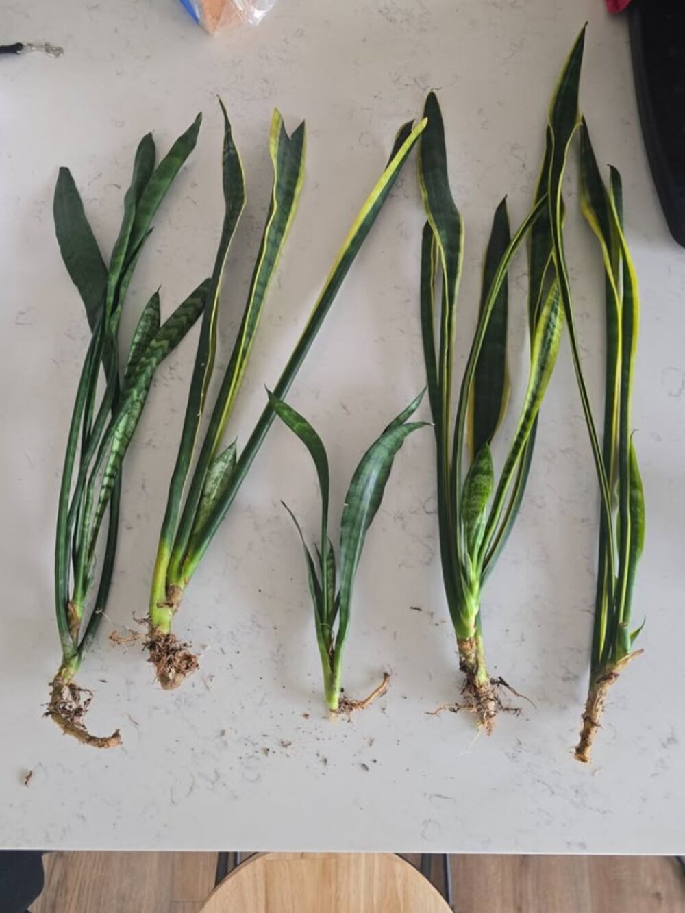 Indoor Snake Plants